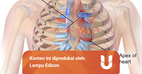 kedudukan jantung dalam badan